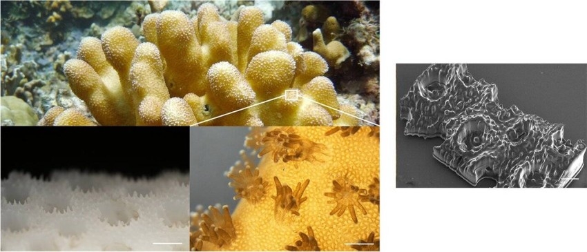 تصنيع شعاب مرجانية 3D لحماية أنظمة البيئة البحرية