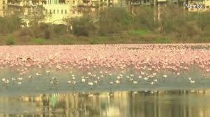بالفيديو.. بحيرات مومباي تكتسي الوردي والفضل لطيور الفلامنغو