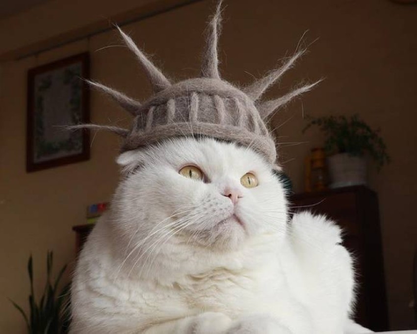 يابانيان يدللان القطط بقبعات من فرائها المتساقط