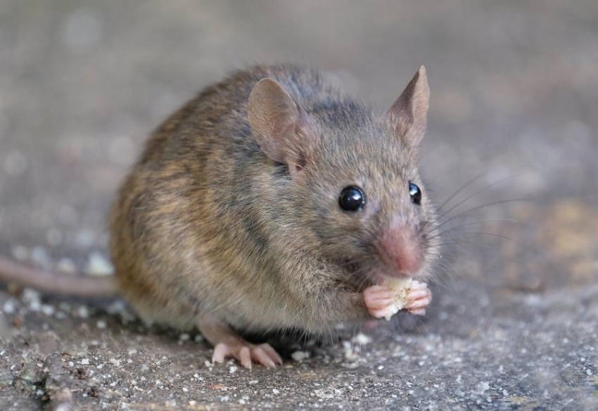 دراسة: الفئران استغلت البشر لغزو العالم