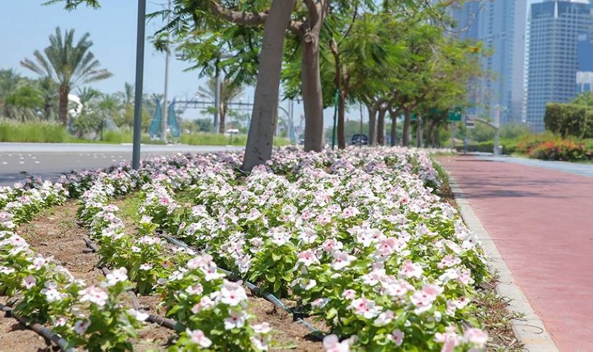 2.5 مليون زهرة لتزيين مدينة أبوظبي