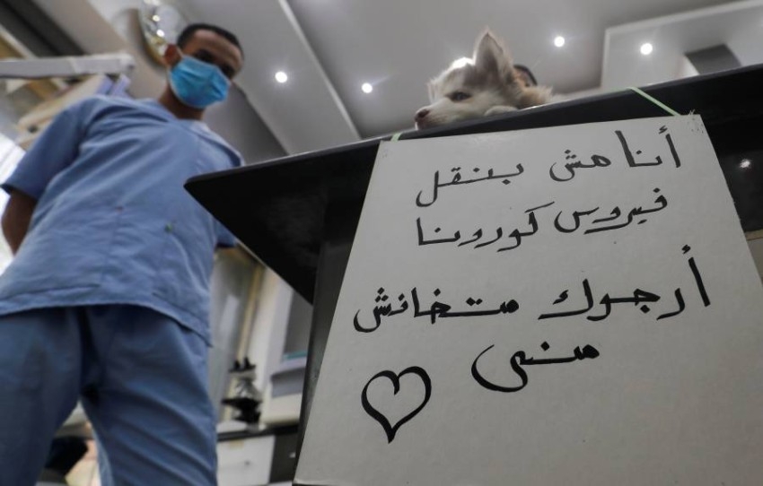 رسالة من كلاب وقطط القاهرة: لا تتخلوا عنا نحن لا ننقل كورونا