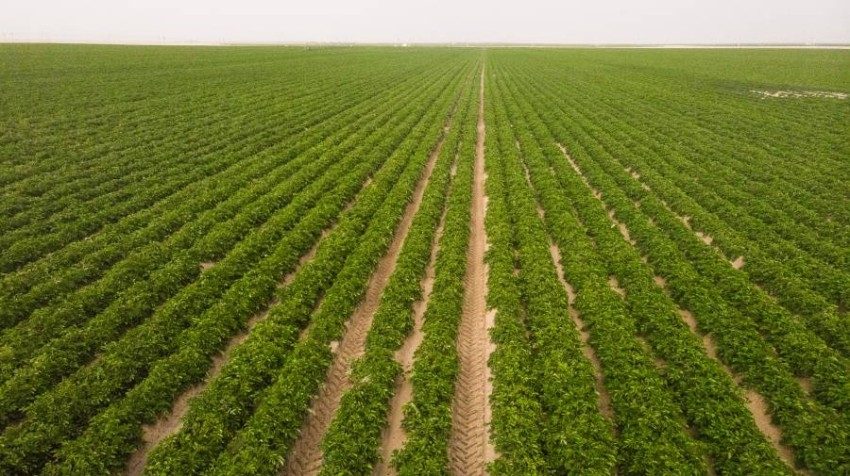 «اقتصادية أبوظبي» تستحدث 15 نشاطاً اقتصادياً جديداً في قطاع الإنتاج النباتي