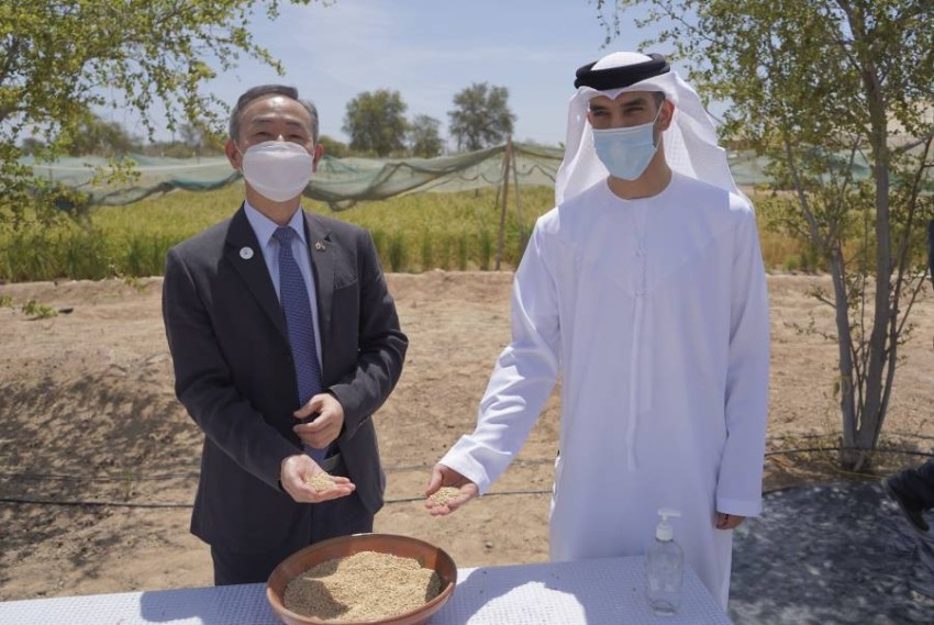 «البيئة» تسجل نجاحاً مميزاً للتجارب الأولية لزراعة الأرز في الإمارات