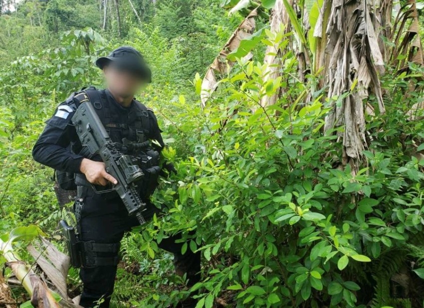 زراعة الكوكا تسفر عن مقتل وإصابة العشرات في كولومبيا