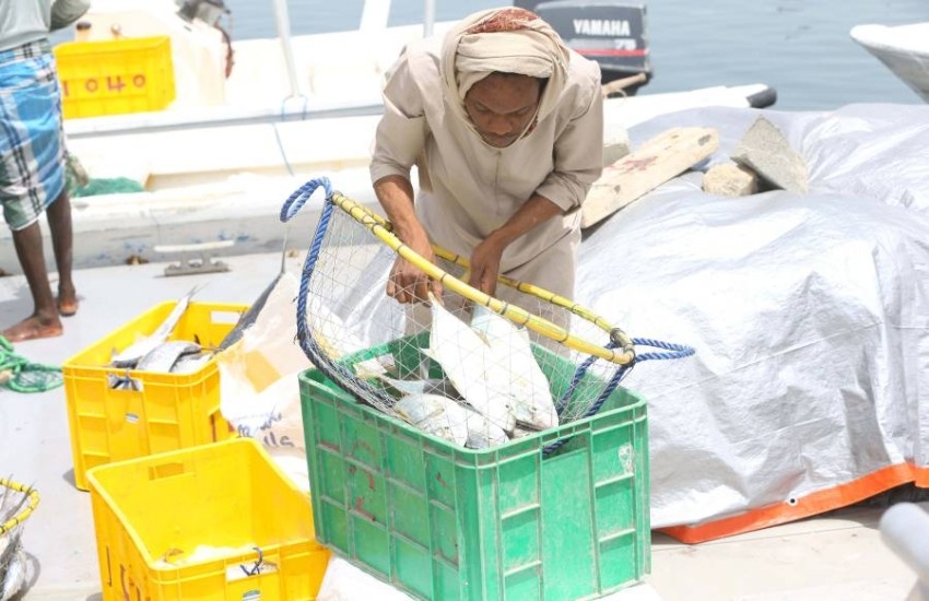 57.1 مليون درهم إجمالي قيمة الأسماك المصطادة في أبوظبي 2019