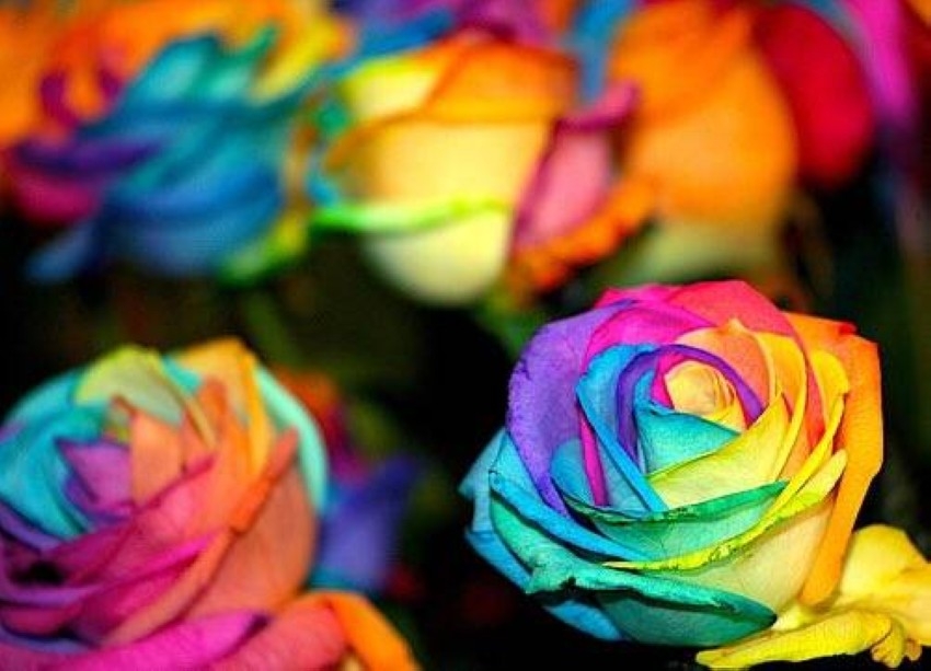 «تهجين الورد» تقليعة جديدة تستهوي محال بيع الزهور