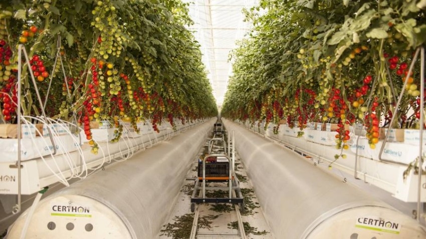 خبراء: الإمارات قادرة على تحقيق الزراعة المستدامة بتوظيف التكنولوجيا