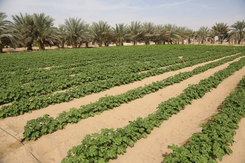 «الزراعة والسلامة الغذائية»: تجربة الإمارات نموذج يحتذى في مكافحة التصحر