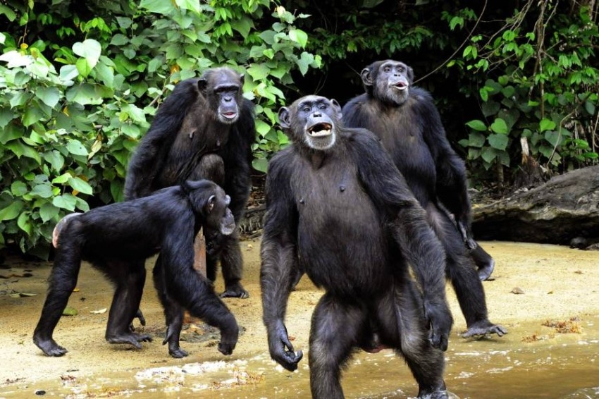 دراسة: البشر يفهمون مشاعر الشمبانزي من صرخاته