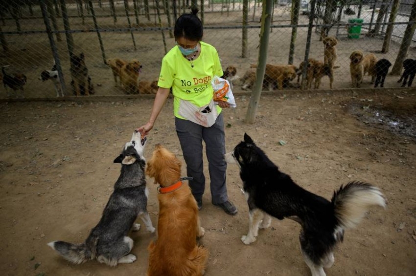 «كورونا» يدق آخر مسمار في نعش مهرجان الكلاب الصيني
