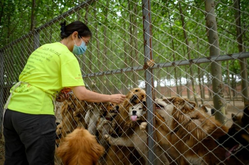 «كورونا» يدق آخر مسمار في نعش مهرجان الكلاب الصيني