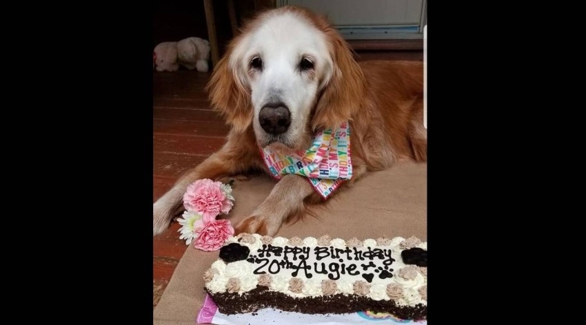 أكبر كلبة مسترد ذهبي تحتفل بعيد ميلادها الـ20