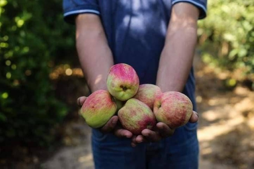 الغزيون يفتقدون «التفاح اللهواني» المنقرض منذ 3 عقود