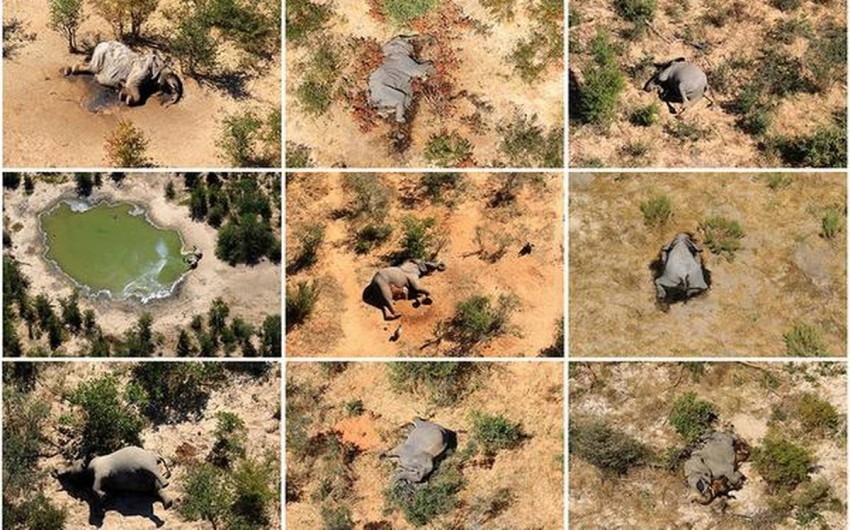 نفوق جماعي غامض لأفيال في بوتسوانا يربك السلطات بالبلاد