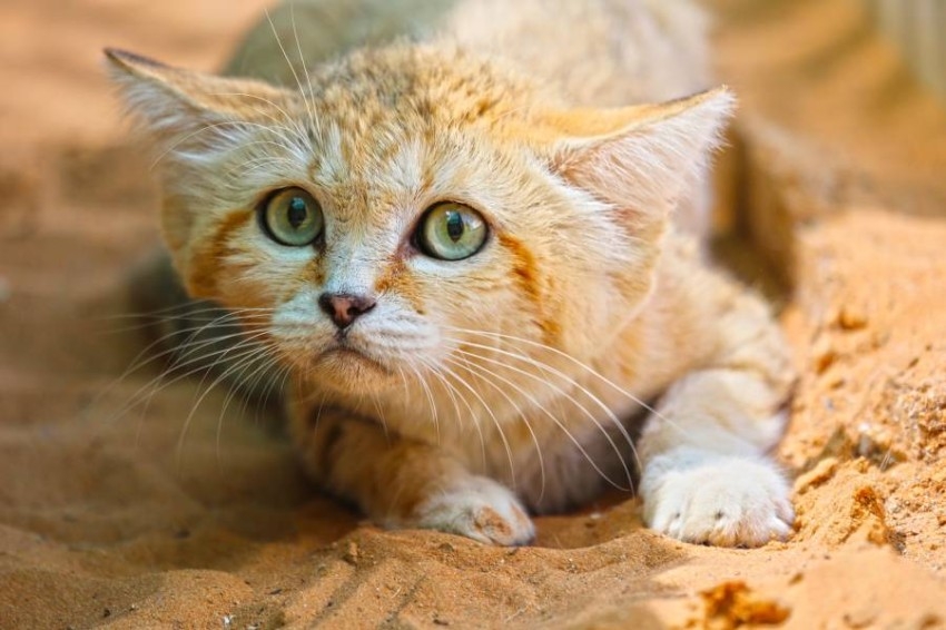 حديقة الحيوانات بالعين تسعى لحماية القط الرملي العربي