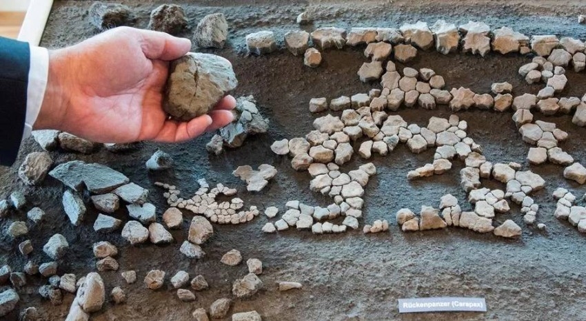 العثور على بقايا سلحفاة عاشت قبل 11 مليون عام في ألمانيا