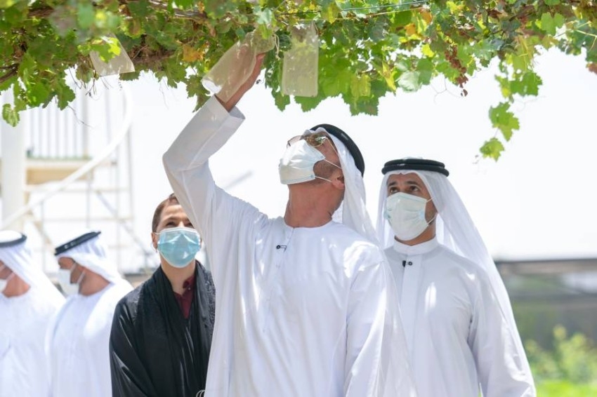 محمد بن زايد أثناء زيارة مَزارع في أبوظبي: الزراعة من صميم أمننا الوطني بمفهومه الشامل