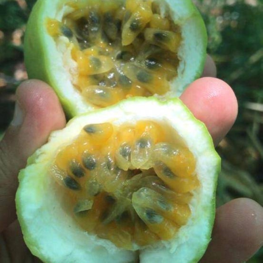 «أرض الخير».. إماراتيان ينجحان في زراعة أنواع جديدة من الفواكه بالفجيرة
