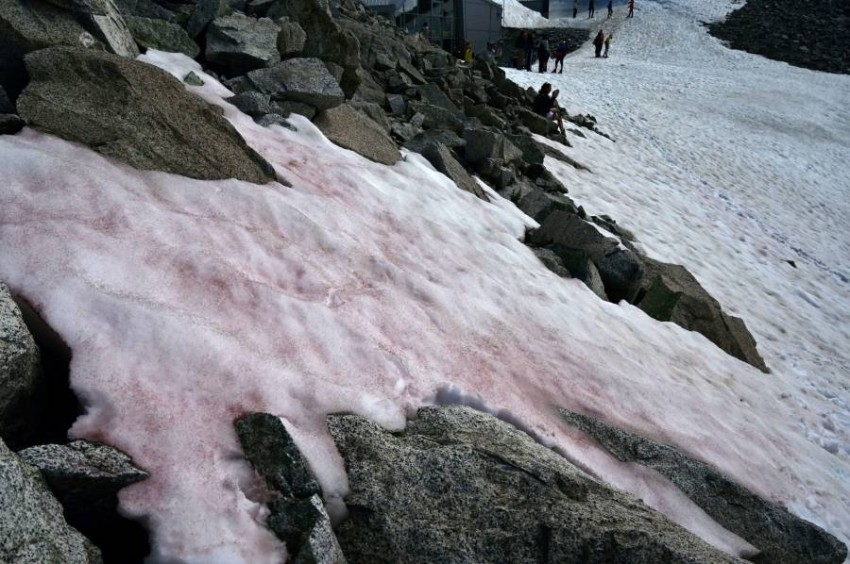 ظهور جليد زهري على جبال الألب الإيطالية
