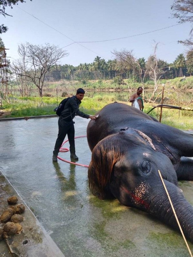 «سينجامالام».. فيلة أنيقة تغسل شعرها 3 مرات يومياً