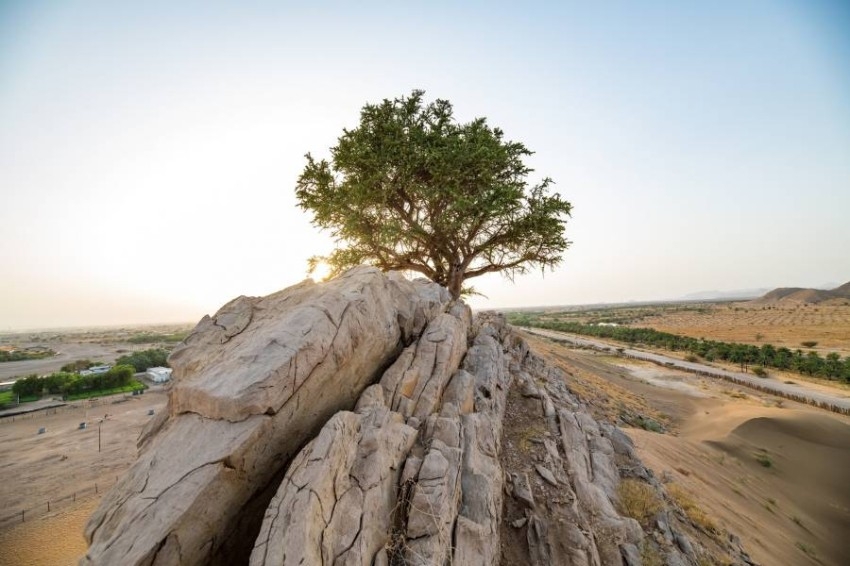 «بيئة أبوظبي» ترصد أول شجرة سرح في العين عمرها 100 عام