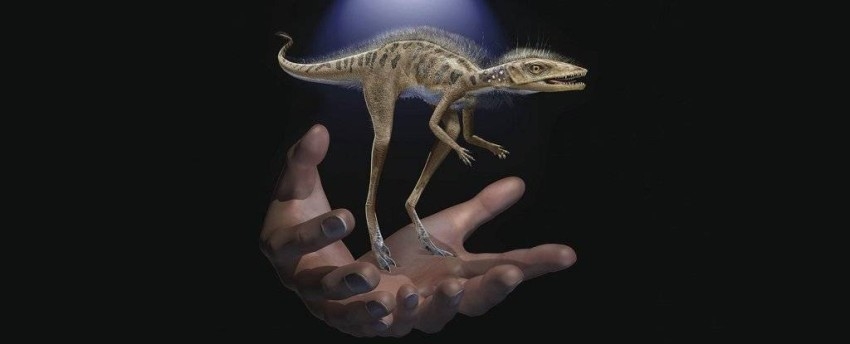 الكشف عن ديناصور بحجم الموبايل..«أليف ورائع»