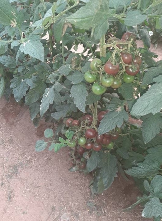 ميسرة مخيمر.. غزاوي ينجح في زراعة الطماطم الكرزية السوداء