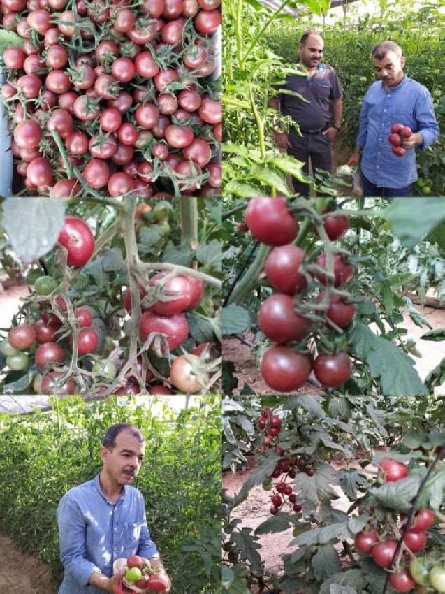 ميسرة مخيمر.. غزاوي ينجح في زراعة الطماطم الكرزية السوداء