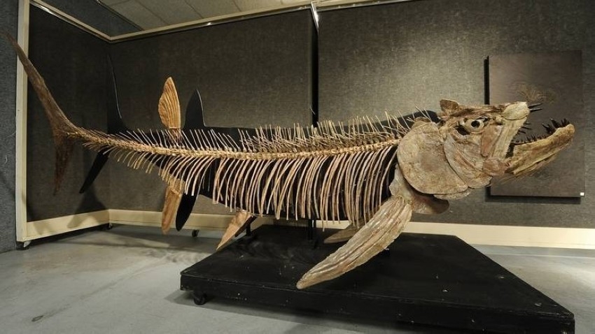 العثورعلى بقايا سمكة عملاقة تعود إلى 70 مليون عام