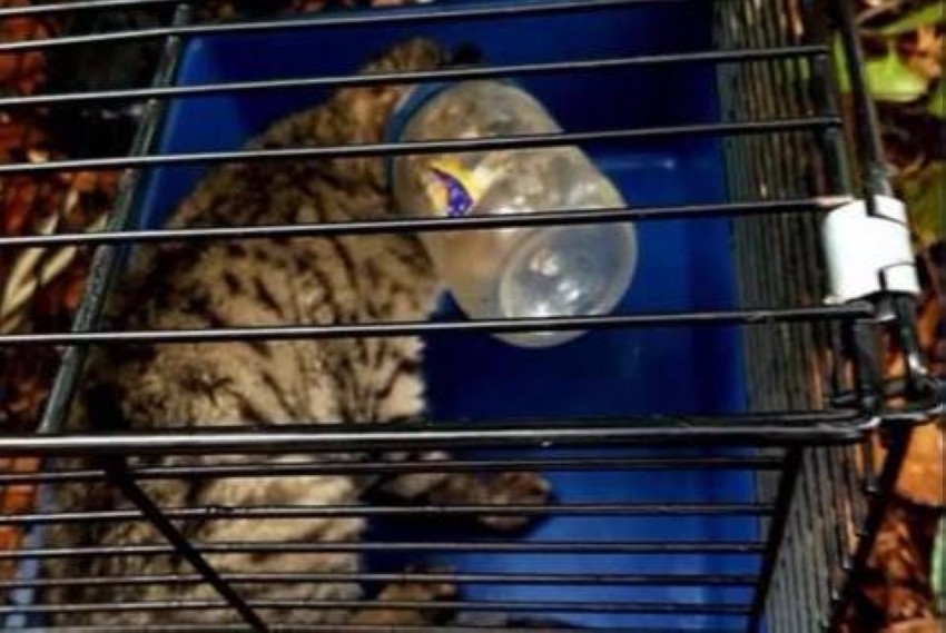 إنقاذ قطة علِقت أسبوعين في وعاء زبدة الفول