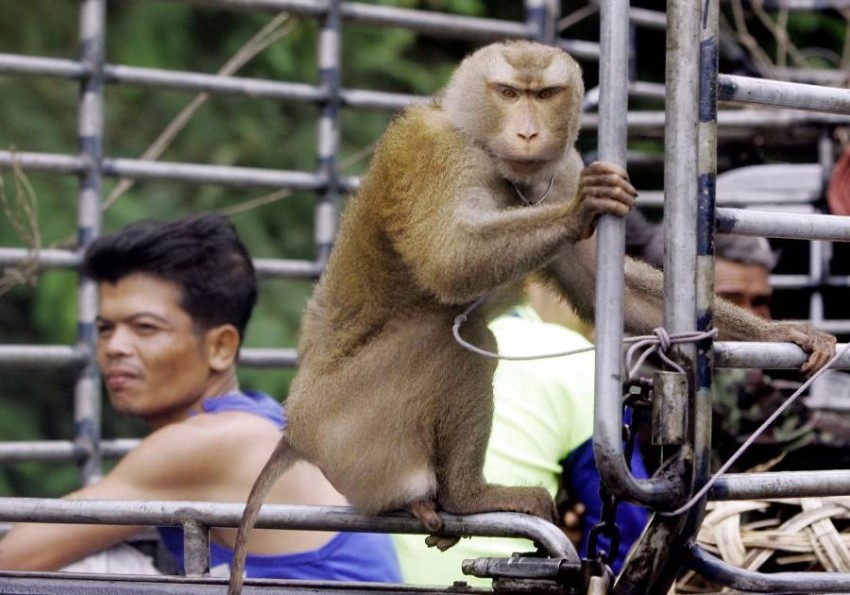 تايلاند: لا نستغل القرود في قطف جوز الهند
