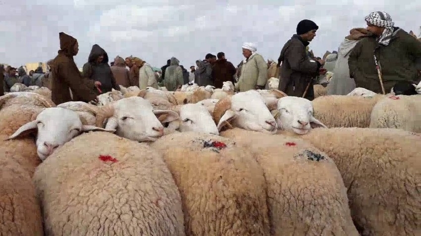 الجزائر.. أضحية العيد تنتظر فتوى الذبح بسبب كورونا