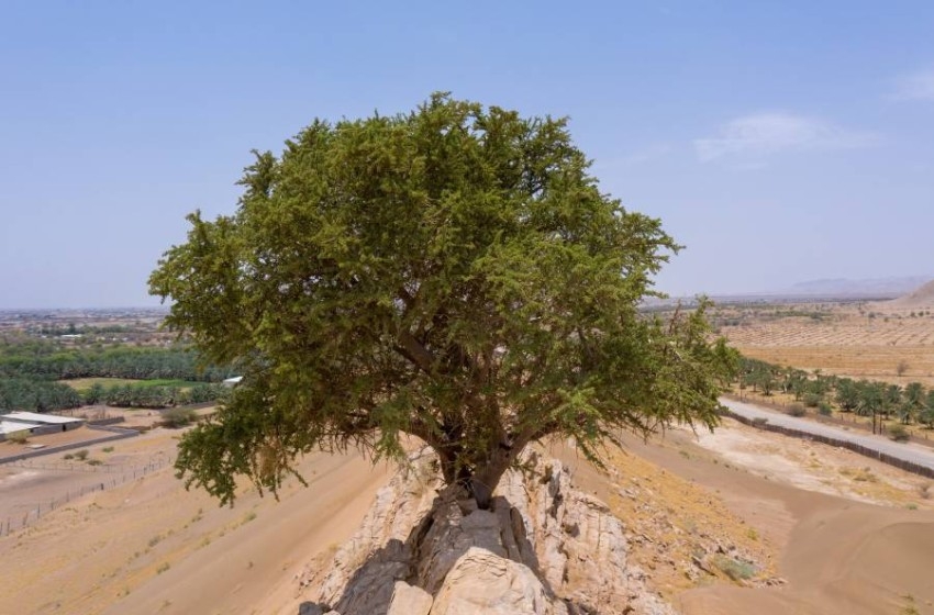 حمدان بن زايد يوجِّه بإكثار شجرة «السرح» المحلية المعمرة