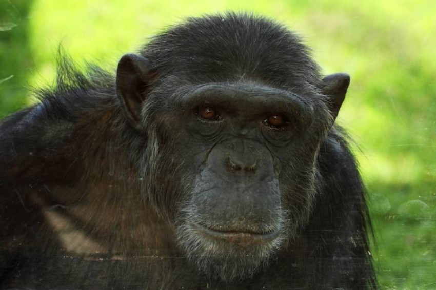 حديقة الحيوانات بالعين تحتفي بـ«الشمبانزي»