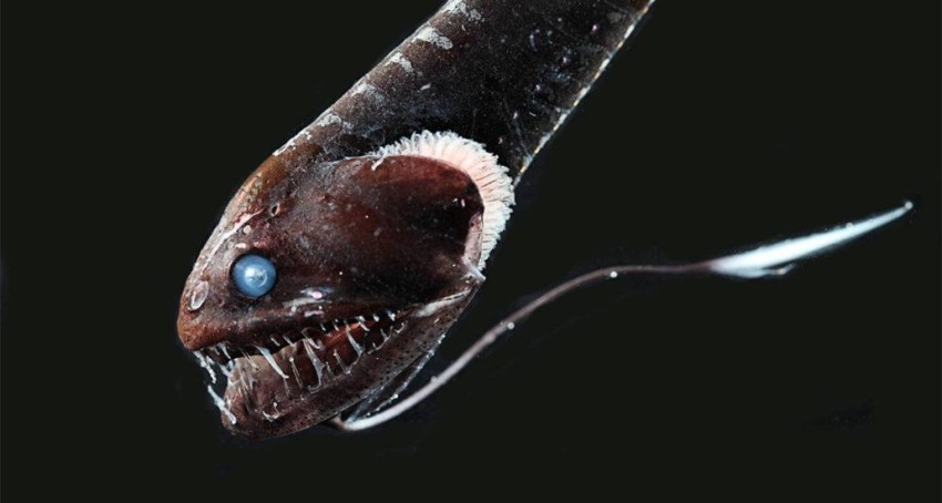 كيف تستطيع بعض الأسماك الاختفاء في أعماق البحر المظلم؟