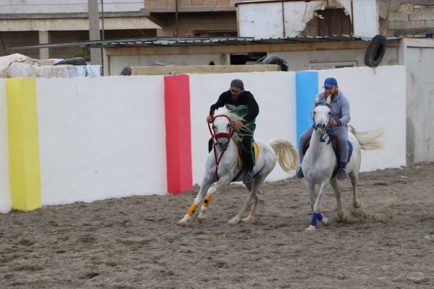 الخيول العربية الأصيلة في إدلب مهدَّدة بضياع نسبها