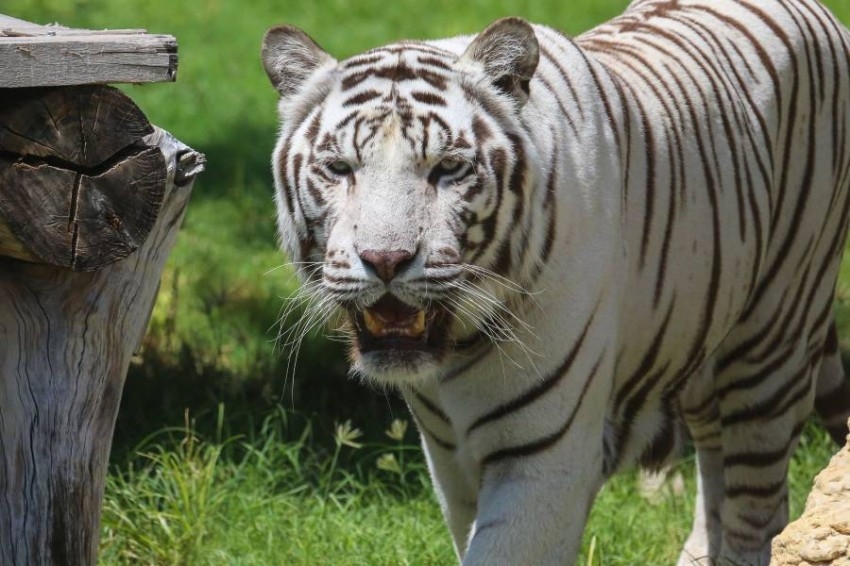 حديقة الحيوانات بالعين تصون النمر الأبيض البنغالي