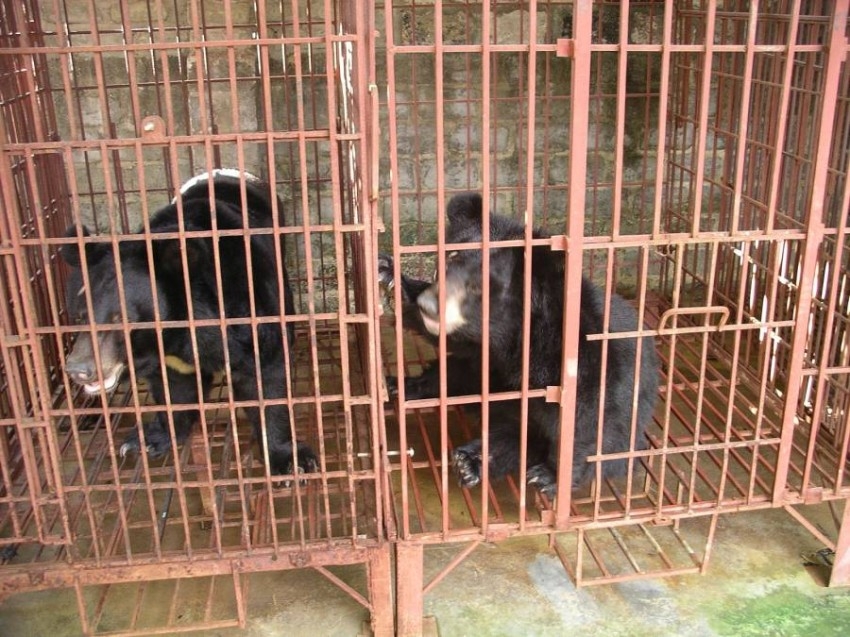 مشاهير يطالبون بإغلاق مزارع الدببة الصفراوية في فيتنام