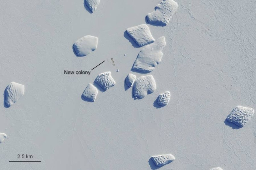 اكتشاف مستعمرات جديدة للبطريق في القطب الجنوبي