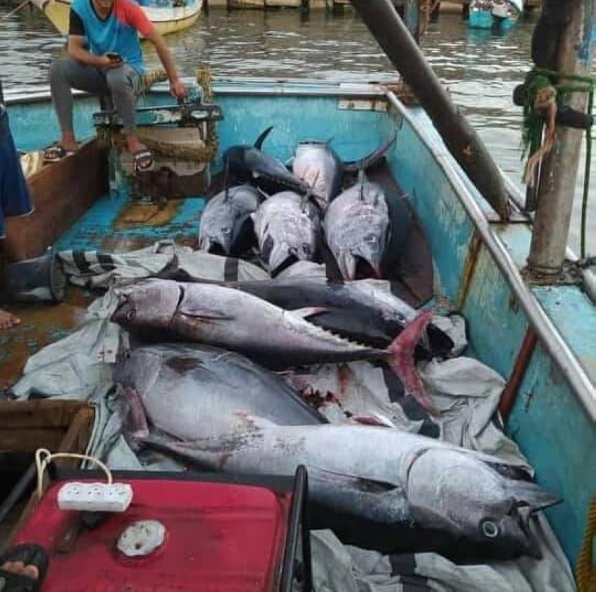 صيد أسماك التونة بغزة.. فرحة لم تكتمل
