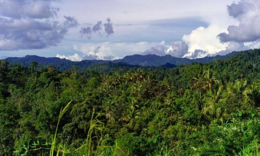 دراسة: أكثر تنوع نباتات بين جزر العالم في غينيا الجديدة