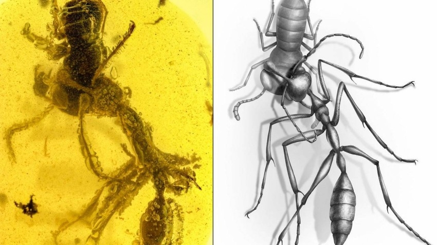 العثور على نملة وفريستها في حجر كهرمان منذ 99 مليون سنة