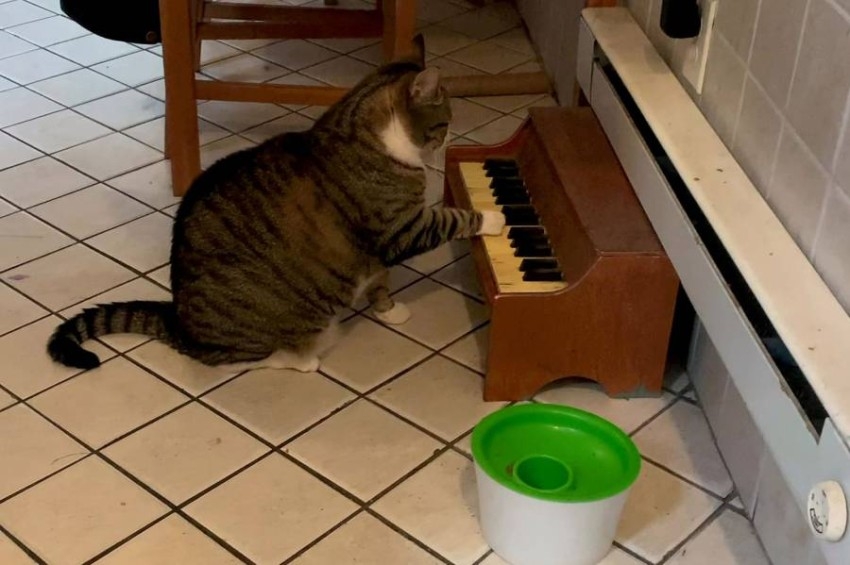 بالفيديو.. قطة تطلب الطعام بالعزف على البيانو بدلا من المواء
