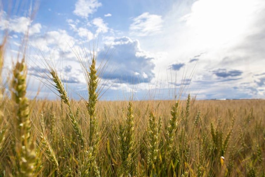 الحبوب السعودية تصرف 38.8 مليون دولار لمزارعي القمح
