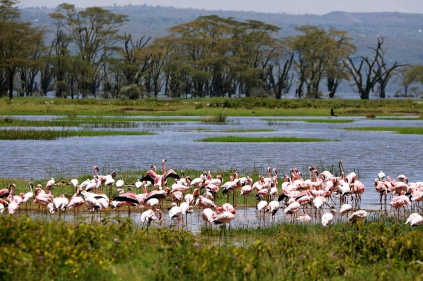 بعد غياب 8 سنوات.. طيور الفلامنغو الوردية تعود إلى بحيرة ناكورو