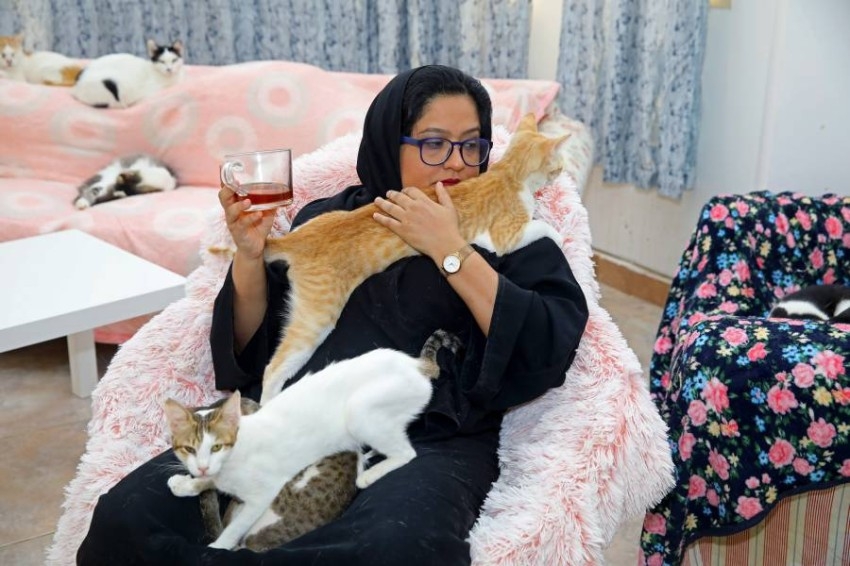 بالفيديو.. آمنة الأحبابي.. إماراتية تحول منزلها إلى مأوى لـ150 قطة ضالة وجريحة