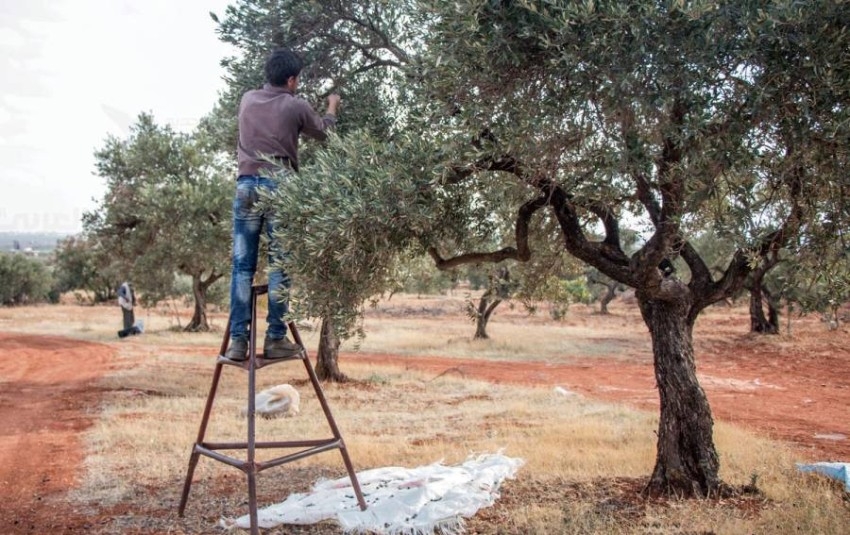 أشجار الزيتون السورية تمد جذروها في أرض كردستان العراق