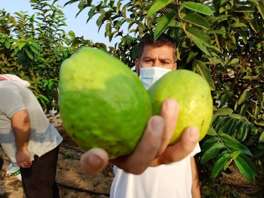 الجوافة.. فاكهة الخريف المدللة التي تعاني خطراً وجودياً في غزة