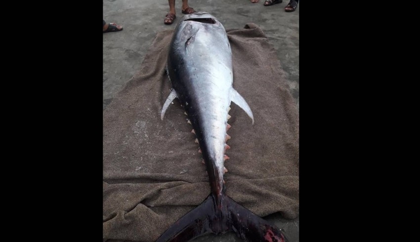 سمكة التونة العملاقة تعلق في شباك صيادي غزة الصغيرة
